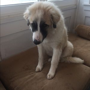 Meet your Posher, Paige